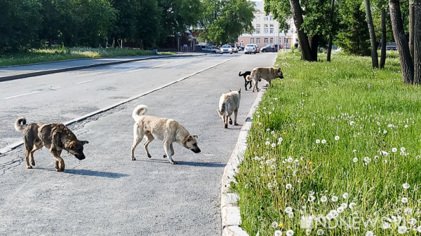 Пенсионер отсудил у коммунальщиков полмиллиона за покусанную бродячими собаками машину