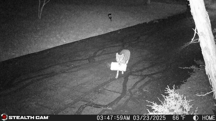 Вы заметили? 14 забавных кадров с животными, которые случайно попали в фотоловушки