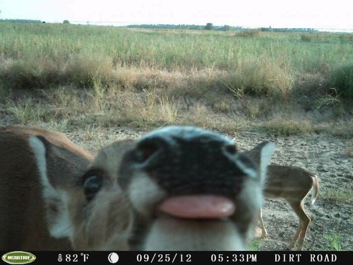 Вы заметили? 14 забавных кадров с животными, которые случайно попали в фотоловушки